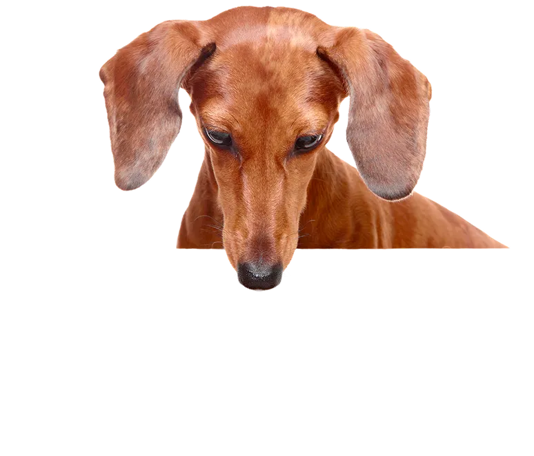 A happy dog running through a field