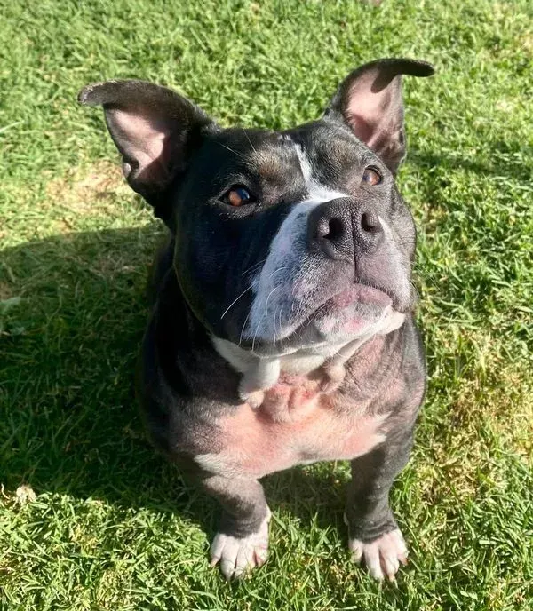 Gus, a brindle bulldog on grass