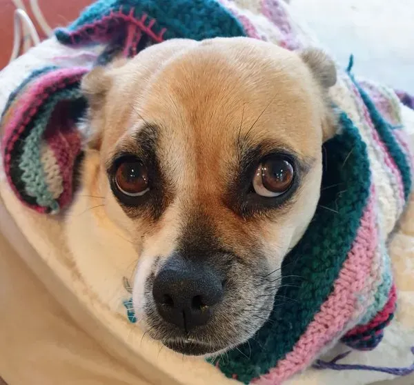 Mia, a pug wrapped in a striped blanket