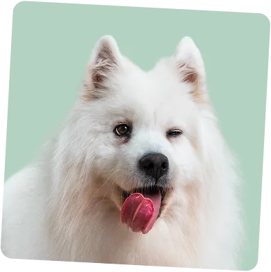 Better digestion and poos